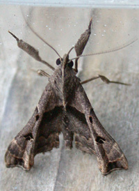 Faint-spotted Palthis